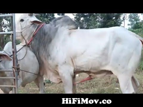 View Full Screen: amazing big cow man meeting 124 how cow breeding animal channel kh.jpg