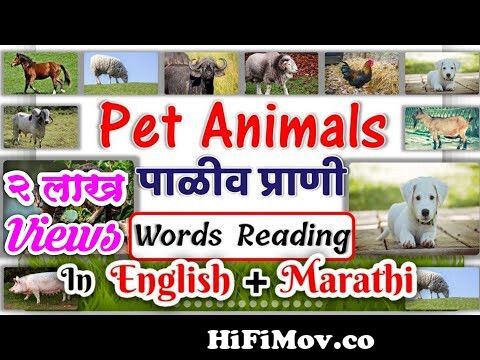 Pet animals name in english and marathi with spelling | पाळीव प्राण्यांची  नावे | learn pet animals from pet meaning in marathi Watch Video -  
