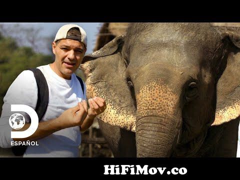 Encuentros con elefantes ¡tan majestuosos como divertidos! | Wild Frank | Animal  Planet from elefante wikipedia Watch Video 
