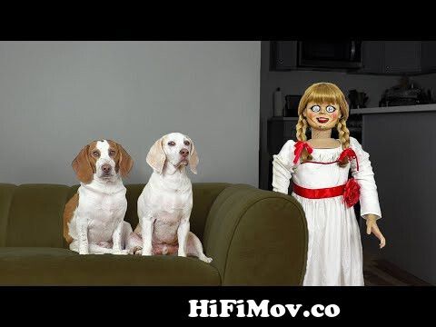 Dogs vs Annabelle Prank: Funny Dogs Maymo & Potpie Can't Get Rid of Scary  Annabelle Doll! from doog and mena videos Watch Video 