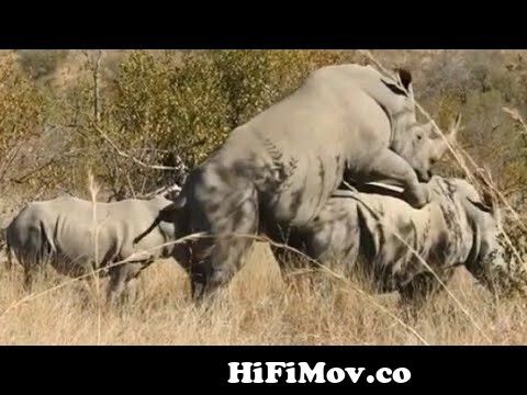 New animal xxx rhinos meating on the forest from animel xx Watch Video -  