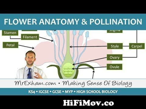 Plant reproduction - Flower anatomy and pollination - GCSE Biology (9-1)  from for reproduction Watch Video 