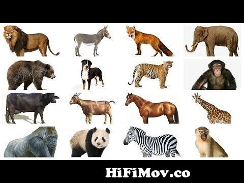 Learn Animals names with Pictures in English | Farm Wild Animals for kids  from j n name photos Watch Video 
