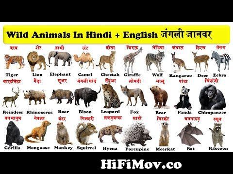 जंगली जानवरों की सबसे भयंकर लड़ाइयां | Craziest Fights of Wild Animals |  Animal Fights in Hindi from jangli janwar in hindi Watch Video 