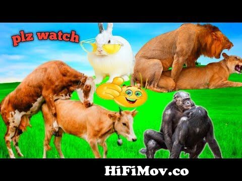 zirap sound song । animal sounds for kids। horse,dog, elephant,zebra, from  zirap Watch Video 