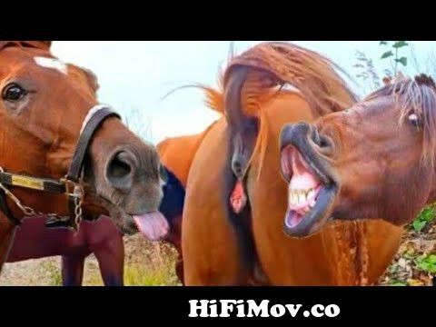View Full Screen: new best horse meeting long time and horse meeting part 7.jpg