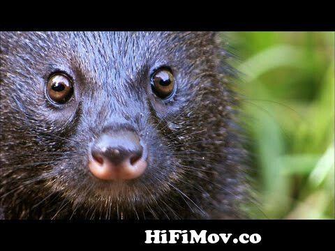 A Mongoose and Black Mamba Fight to the Death from mongoos vs black cobra  fight to de Watch Video 