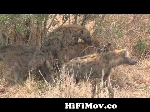 Hyena Mating from আনিমেল এক্সভিডিও Video Screenshot Preview hqdefault
