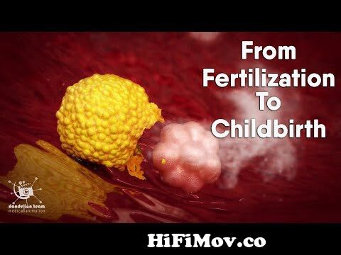 from fertilization to childbirth | 3d medical animation | by Dandelion Team  from5ovgqw6fg4 Watch Video 