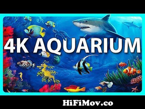 The Best 4K Aquarium for Relaxation 🐠 Sleep Relax Meditation Music - 2  hours - 4K UHD Screensaver from hd 720 video download Watch Video -  