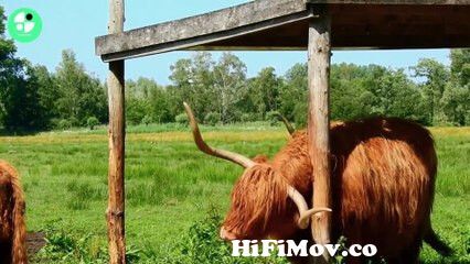 Best and Amazing cows collection video on dailymotion in 2023 #cow #animals  #dailymotion from saxy aunti big milk Watch Video 