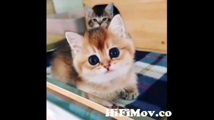CUTEST CATS - Funny and Cute Cat and Kittens Videos Compilation- Cute  Moments Of Cats 2023 from cat@ Watch Video 