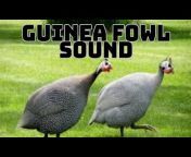 animal sound 🎼🎼