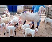 khalil goat farm