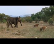 Wildest Kruger Sightings