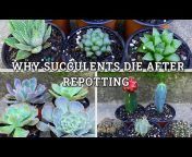 Succulent Growing Tips