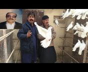 Shahid Rajput Pigeons Import And Export