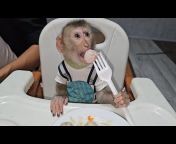 LamBo Monkey