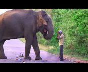 ElephantPass