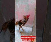 Aseel Birds Vlog