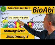 Ixis Crash-Kurs fürs Bio-Abi