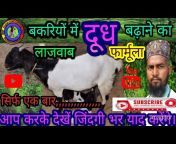 Shahin goat farming