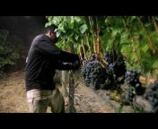 Jordan Vineyard u0026 Winery