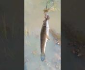 Fish video