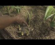 Agro-tecnologia-tropical