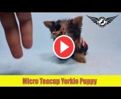 Puppy Heaven- Teacup u0026 Toy Puppies