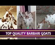 No.1 Barbari Goat Farm