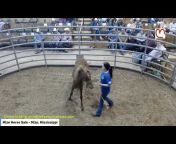 Horse Auctions USA