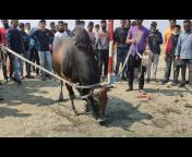 Bull Fight Chittagong Bangladesh