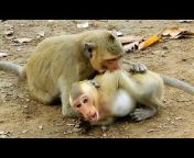 Monkey Family Cambodia