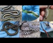 North Dakota Reptiles and Amphibians