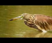 Bird Watching - India