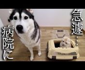 犬と猫の親バカ日記　ハスキーu0026トイプーu0026スコティッシュ