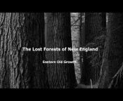 New England Forests