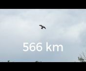 Extreme Marathon Pigeons
