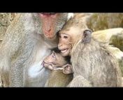 Baby Monkey Crying