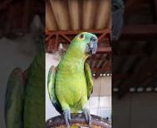 Lorival papagaio