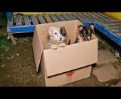 Love Furry Friends - Rescue Channel