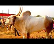 Khillar Cow