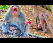 Phnom Pros Wildlife Park Video