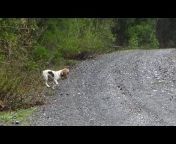 High Country Beagles