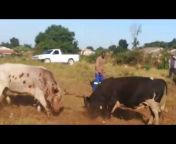 Philani Pman bull fights KZN