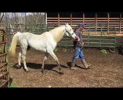 Sexton’s Horse u0026 Mule Company