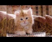 Animals Cute Videos