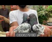 sialkoti pigeon lover