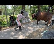 Pagla Gorur Haat - পাগলা গরুর হাট